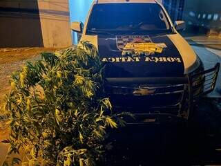 Suspeito &eacute; abordado e pol&iacute;cia descobre horta de maconha em quintal