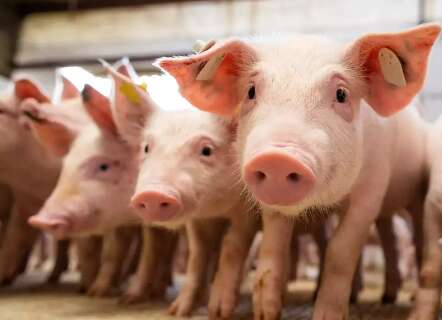 MS amplia exporta&ccedil;&otilde;es de carne su&iacute;na em 25% e fica em 6&ordm; no ranking nacional