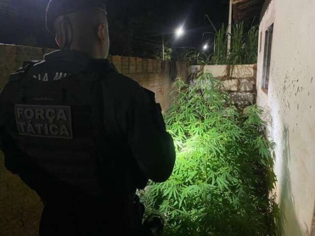 Suspeito &eacute; abordado e pol&iacute;cia descobre horta de maconha em quintal