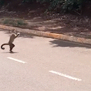 Motorista cobra redutor de velocidade ao ver macacos-pregos atravessando avenida