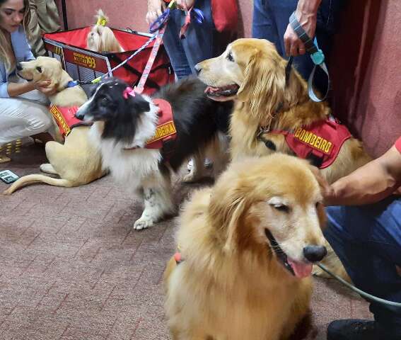 &ldquo;S&atilde;o 5 mil animais abandonados&rdquo;, diz protetora na Caravana da Castra&ccedil;&atilde;o 