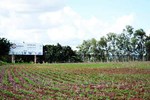 Soja em MS entra na reta final com 4,1 milhões de hectares plantados