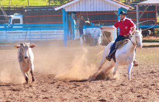 Novilho é laçado durante evento. (Foto: Arquivo/Fundesporte)