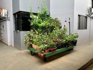 Vasos de planta ficam posicionados em cima de um suporte. (Foto: Jéssica Fernandes)