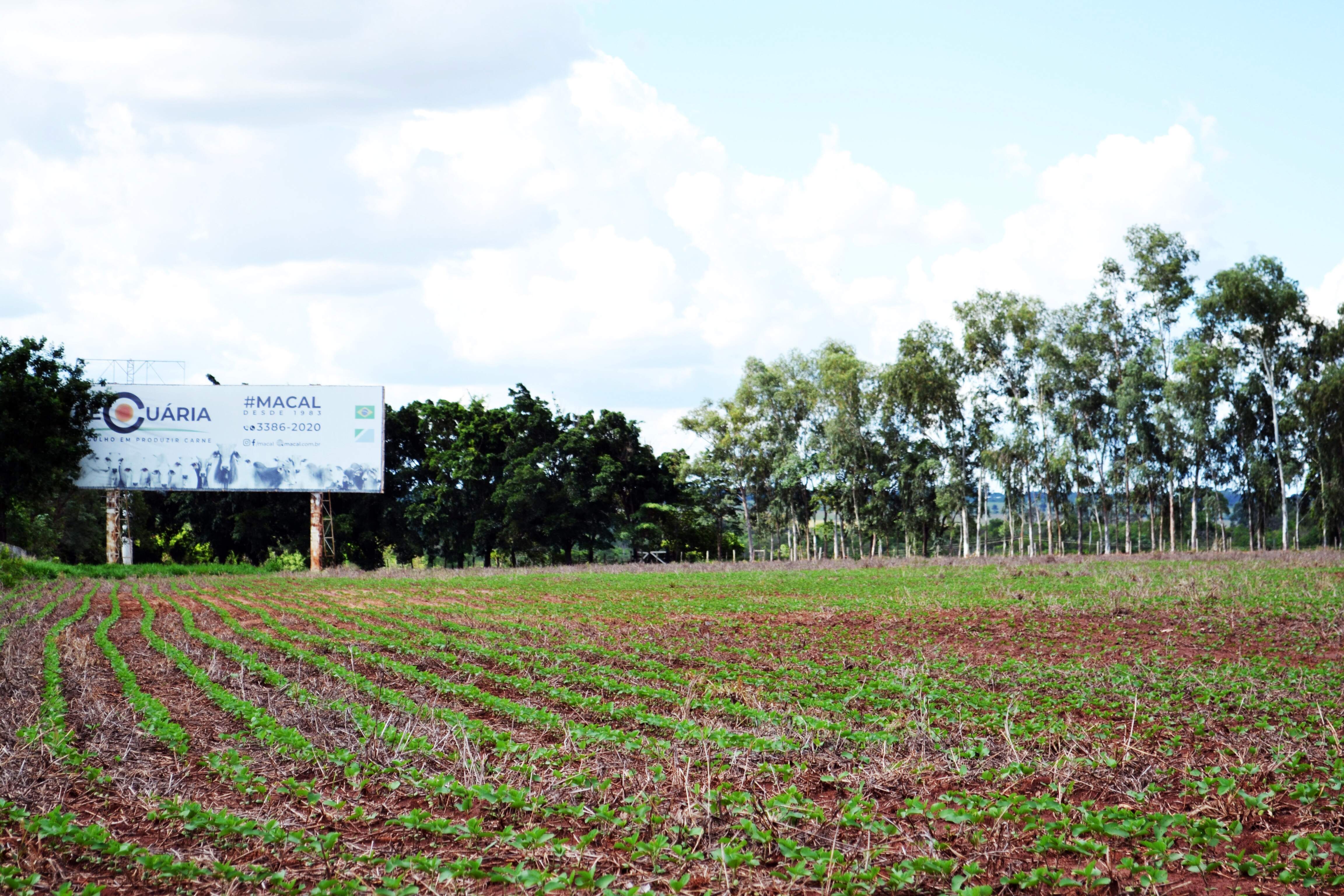 Soja em MS entra na reta final com 3,8 milhões de hectares plantados