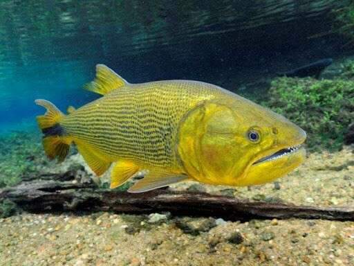 Projeto quer estender por mais 5 anos a proibi&ccedil;&atilde;o da pesca de dourado em MS