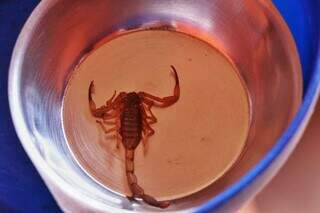 Toda espécie de escorpião possui veneno, mas maioria dos casos de picada não é grave (Foto: Arquivo/Henrique Kawaminami)
