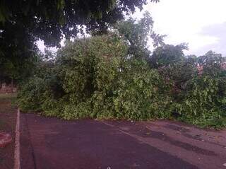 Árvore que caiu em cima do veículo também deixou a rua bloqueada (Foto: Direto das Ruas)
