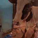 Na "terra do boi", animal se sente à vontade até para entrar em casa no Caiobá