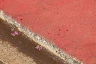 Mais pingos de sangue no local do homicídio. (Foto: Henrique Kawaminami)