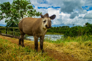 Fotografia registrada no Parque Nacional das Emas. (Foto: Divulgação/Prefeitura de Costa Rica)