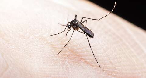 MS receberá R$ 659,4 mil para combate à proliferação do Aedes aegypti