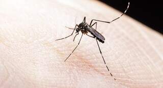 Condições climáticas atuais favorecem a proliferação de mosquitos (Foto/Arquivo)
