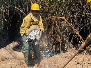 Equipe retira tronco com chama para evitar o chamado fogo de turfa, na região (Foto: Prevfogo)