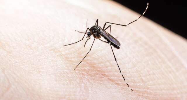 MS receber&aacute; R$ 659,4 mil para combate &agrave; prolifera&ccedil;&atilde;o do Aedes aegypti