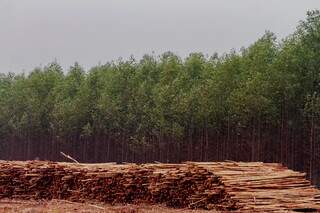 Plantação e extração de eucalipto na região de Ribas do Rio Pardo. (Foto: Marcos Maluf)