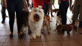 Cão terapeuta em ação no Hospital Regional, em Campo Grande (Foto: Divulgação)