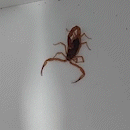 Escorpião é encontrado em lixeira de cozinha no Aero Rancho
