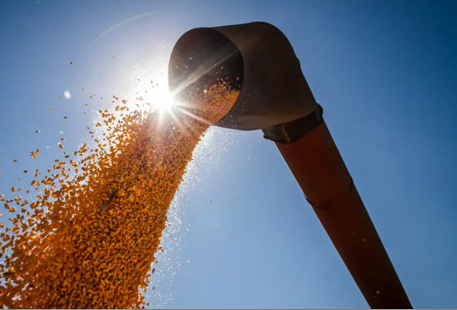 Apesar de recorde, safra atual de milho em MS sofre com preço baixo no mercado