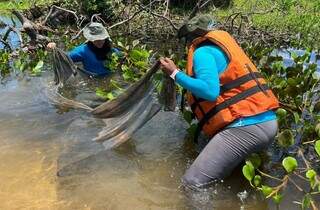 Pesquisadores coletam espécies em rio do Pantanal para estudos. (Foto: Divulgação)