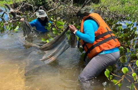 Pesquisadores recolhem espécies para povoar o Bioparque Pantanal