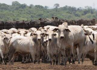 Rebanho bovino terminado em sistema de confinamento em Mato Grossodo Sul. (Foto: Arquivo/Semadesc)
