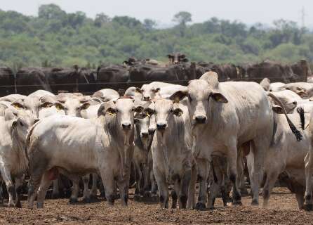 Abate de bovinos em MS cresce 7,3% em novembro; 2023 registra queda
