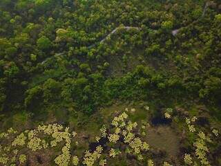 Imagem aérea da região no Pantanal onde já tem certificado de emissão de crédito de carbono (Foto: IHP)