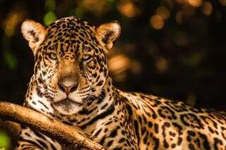 Onça-pintada, símbolo majestoso do Pantanal (Foto: Luiz Mendes)