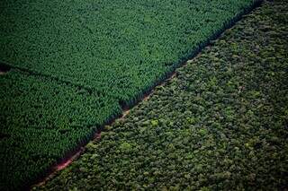 Área florestal da Suzano em Mato Grosso do Sul (Foto: Divulgação/Suzano)