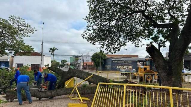 Equipes da prefeitura removem &aacute;rvores que ca&iacute;ram durante temporal