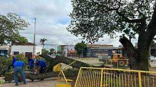 Equipes da prefeitura removem &aacute;rvores que ca&iacute;ram durante temporal