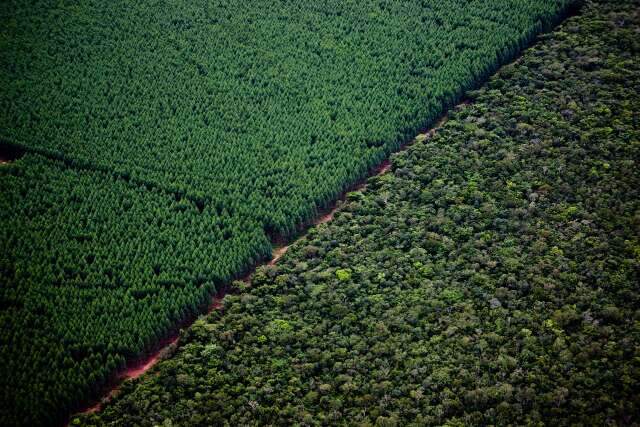 F&aacute;brica de celulose compra 70 mil hectares em MS por R$ 1,8 bilh&atilde;o