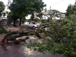 Árvore caída no Jardim Tropical, em Dourados, nesta segunda-feira (Foto: Defesa Civil)