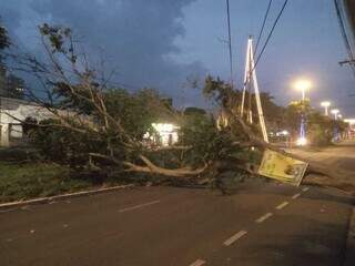 &Aacute;rvore cai na Avenida Mato Grosso e bairros ficam sem luz na noite de Natal