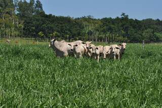 Rebanho bovino criado a pasto em propriedade rural; MS tem 18,6 milhões de cabeças. (Foto: Divulgação)