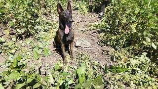 A cadela pastora holandesa Laika, que ajudou na localização dos ossos (Foto: Adilson Domingos)