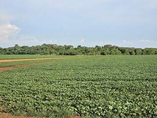 Área plantada com soja em Mato Grosso do Sul; estimativa é que Estado alcance 4,2 milhões de hectares. (Foto: Divulgação/Semadesc)