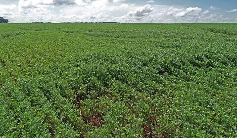 Governo prorroga para 31 de janeiro prazo para  informar áreas plantadas de soja