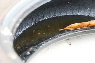 Larvas do mosquito encontradas em pneu (Foto: Henrique Kawaminami)