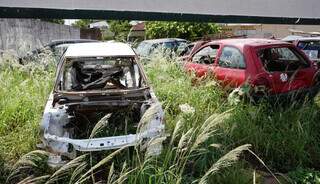 Mato crescento em volta dos carros abandonados (Foto: Alex Machado)