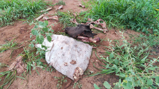 Ossada e cabeça de boi foram descartadas em terreno baldio no Maria Aparecida Pedrossian. (Foto: Direto das Ruas)