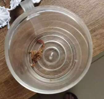 Pai e filha são picados por escorpiões em menos de uma semana 