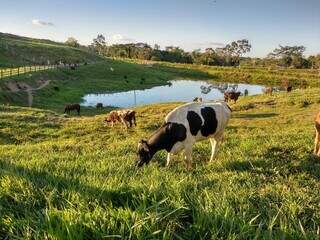 Vacas leiteiras em pastejo por propriedade rural brasileira. Alto custo e baixa remuneração ainda sufocam produtor. (Foto: Arquivo/Embrapa)