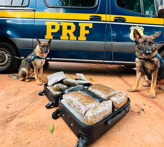 Cães policiais da PRF encontraram droga em ônibus de viagem (Foto: divulgação / PRF) 
