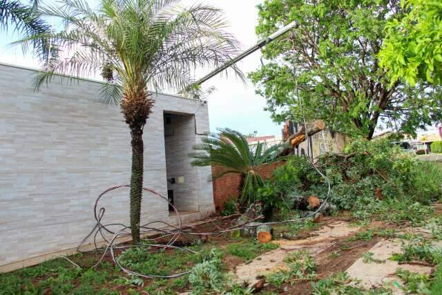 Morador fica sem luz ap&oacute;s &aacute;rvore derrubar padr&atilde;o de energia no Carand&aacute; Bosque