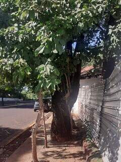 Árvore foi concretada junto com calçada ao lado de obra em rua na Capital (Foto: Direto das Ruas)
