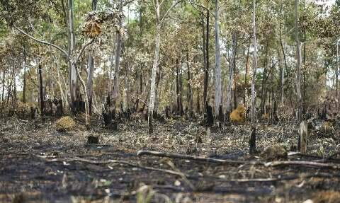 Maior que alta nacional, desmatamento no Cerrado em MS cresceu quase 50%