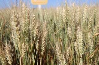 Lavoura de trigo cultivada em MS. Estado já teve 400 mil hectares plantados com o grão e hoje tem 30 mil. (Foto: Arquivo/Embrapa Agropecuária Oeste)