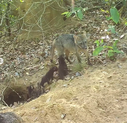 Fofura do dia: mam&atilde;e cachorro-do-mato leva filhotes &agrave; &quot;creche do tatu-canastra&quot;